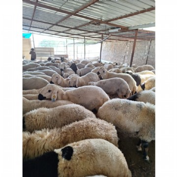 Adaklık  Kurban (canlı)