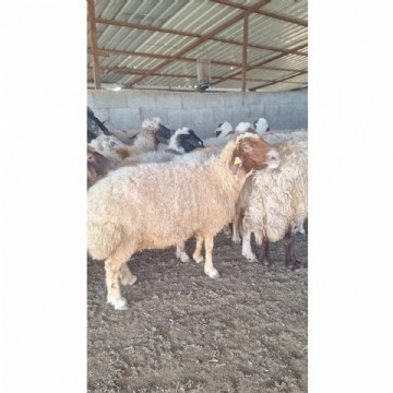 Adaklık  Kurban (canlı)