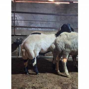 Adaklık  Kurban (canlı)