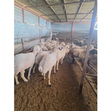 Adaklık  Kurban (canlı)