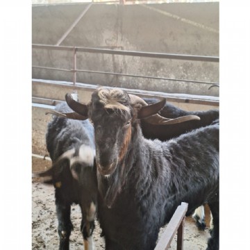 KURBAN KESİMİ ( ADAK, AKİKA, ŞÜKÜR, NİYET ) 50-55 kg