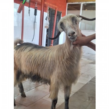 KURBAN KESİMİ ( ADAK, AKİKA, ŞÜKÜR, NİYET ) 65-70 kg