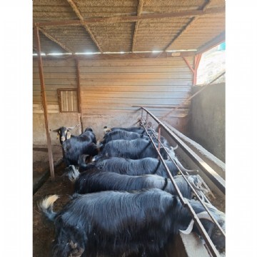 KURBAN KESİMİ ( ADAK, AKİKA, ŞÜKÜR, NİYET ) 70-75 kg