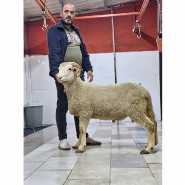 KURBAN KESİMİ ( ADAK, AKİKA, ŞÜKÜR, NİYET ) 75-80 kg