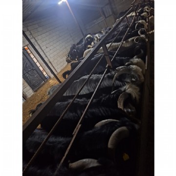 KURBAN KESİMİ ( ADAK, AKİKA, ŞÜKÜR, NİYET ) 85-90