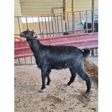 KURBAN KESİMİ ( ADAK, AKİKA, ŞÜKÜR, NİYET )60-65 kg