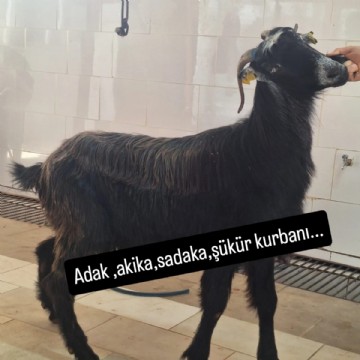 KURBAN KESİMİ(ADAK AKİKA ŞÜKÜR NİYET)45-50