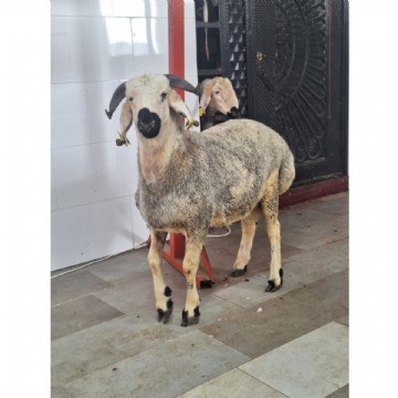 KURBAN KESİMİ(ADAK, AKİKA, ŞÜKÜR, NİYET)80-85kg